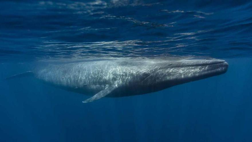 El Museo Elder presenta una experiencia inmersiva sobre la recuperación de la ballena azul