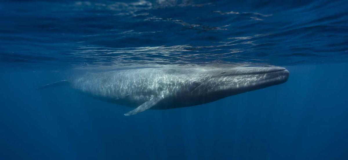 El Museo Elder estrena película 3D sobre las ballenas azules y su recuperación