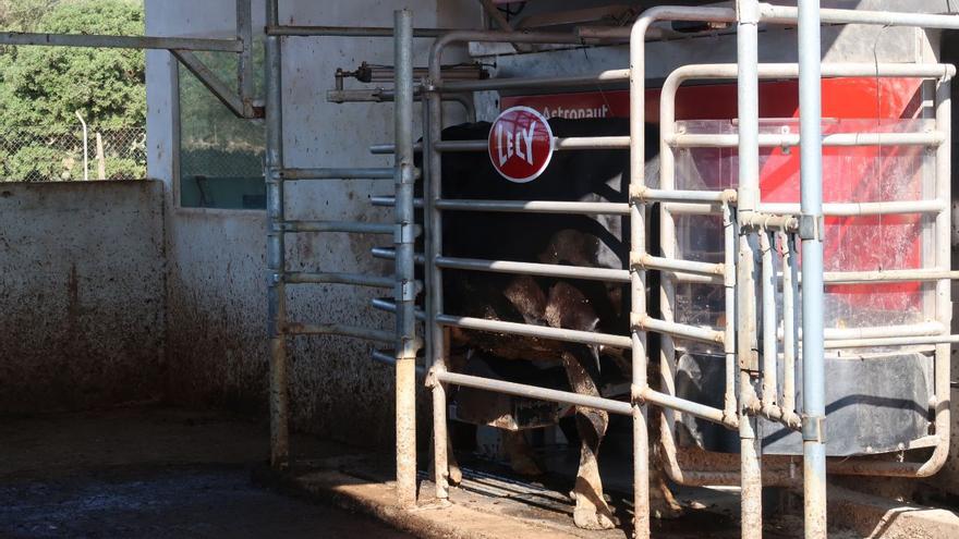 La mecanización para ordeñar vacas llega al Hort de Son Coves