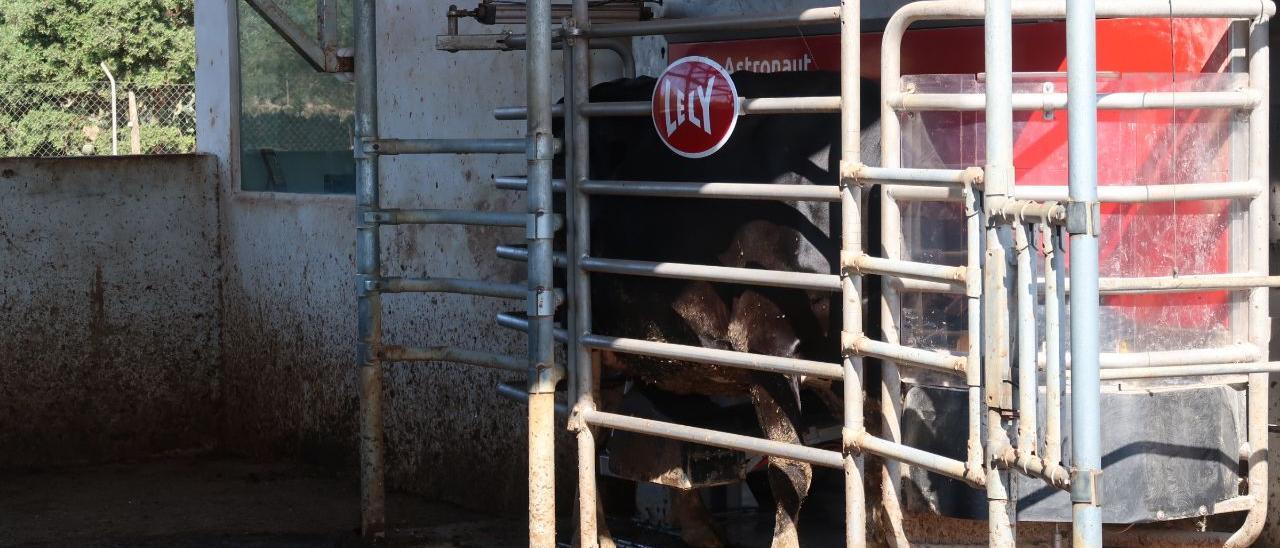 La vaquería de s&#039;Hort de Son Coves donde se ha instalado un robot que muñe las vacas automaticamente