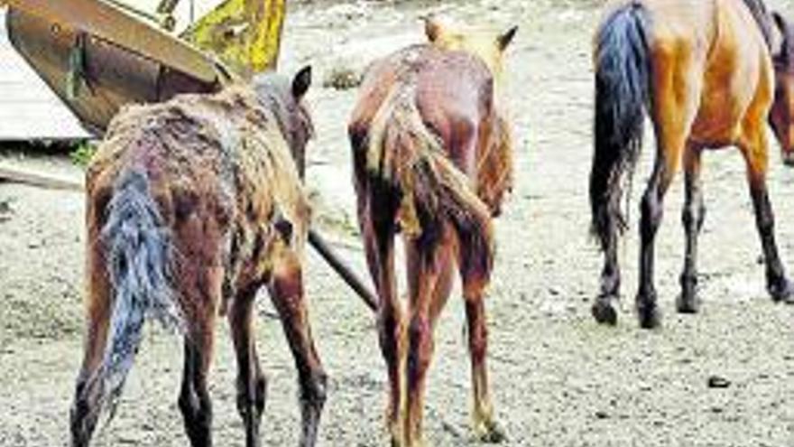 Animales desnutridos y en pésimo 
estado en una explotación agrícola en 
una foto del Seprona. ev