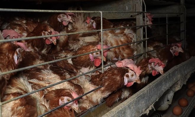 FOTOS | Las nuevas imágenes inéditas de la granja de los horrores de Llucmajor