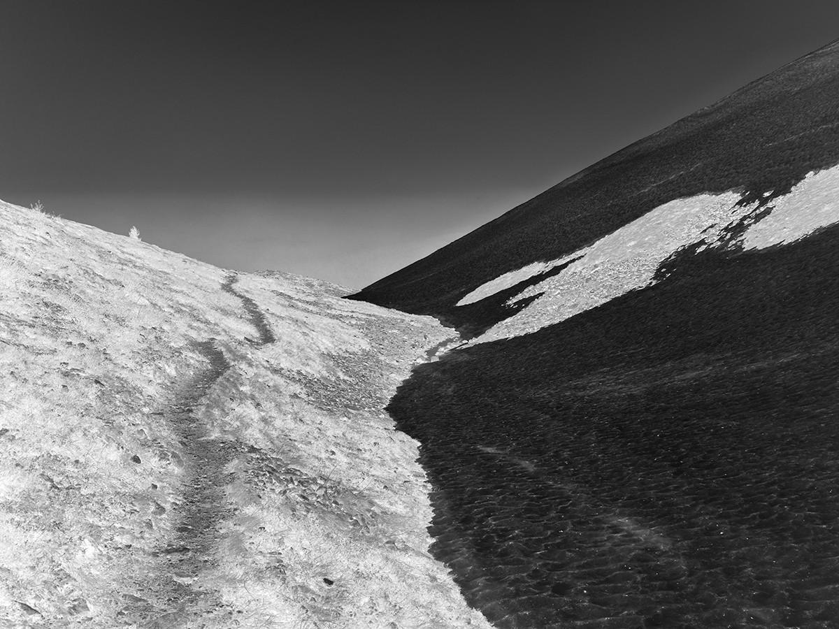 'Ver un bosque', de Toni Amengual