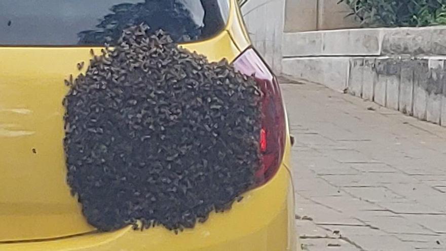 Un enjambre de abejas elige el faro de un coche en Ofra como su colmena