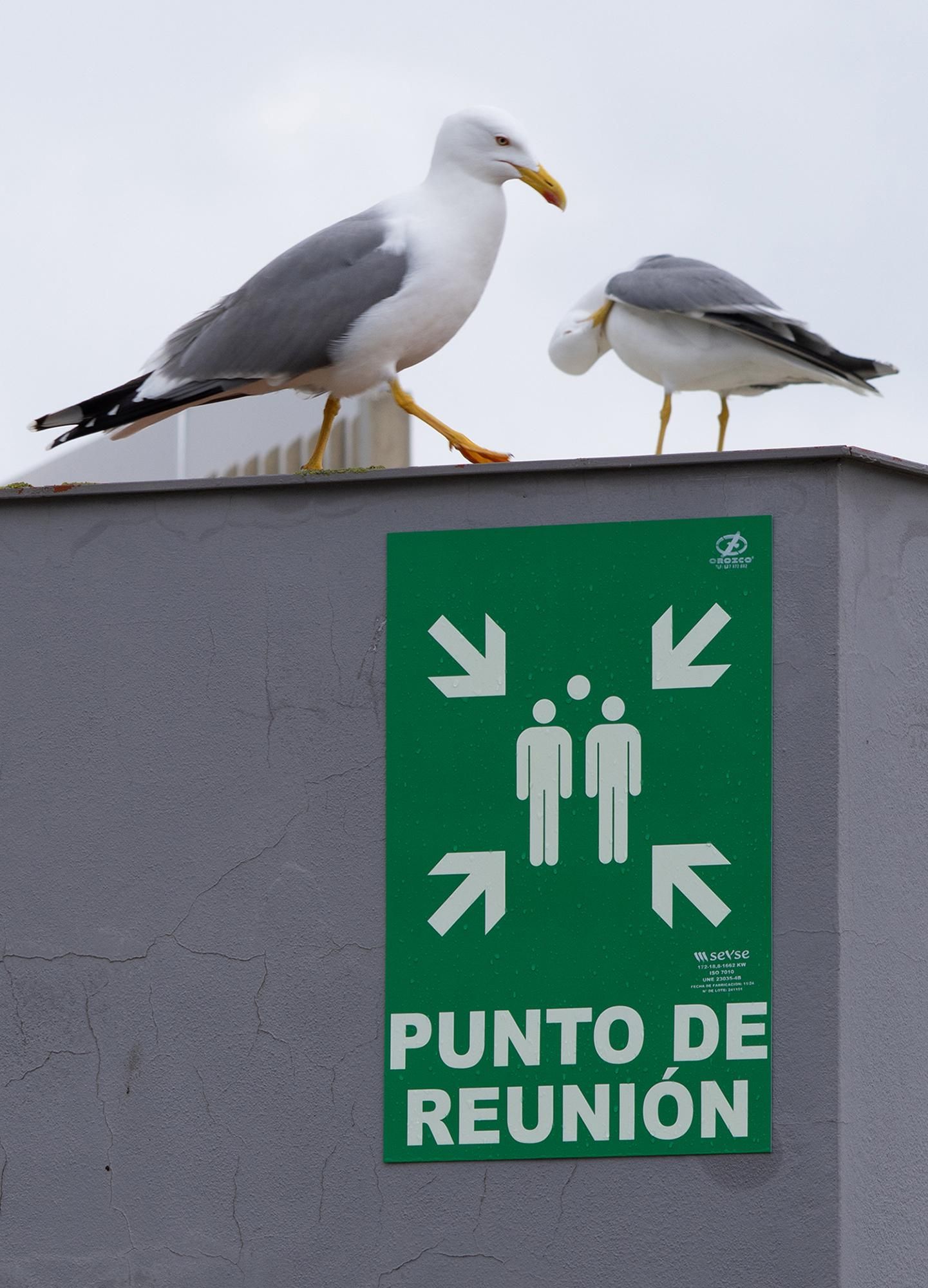 "Llegando a su reunion", premi Fauna Còmica.