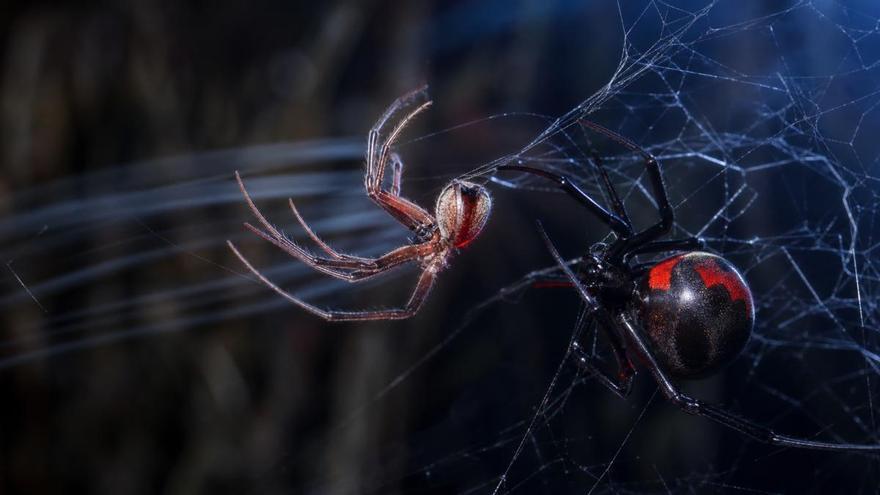 Las arañas macho dan un salto mortal para aparearse: la genética explica esta proeza reproductiva
