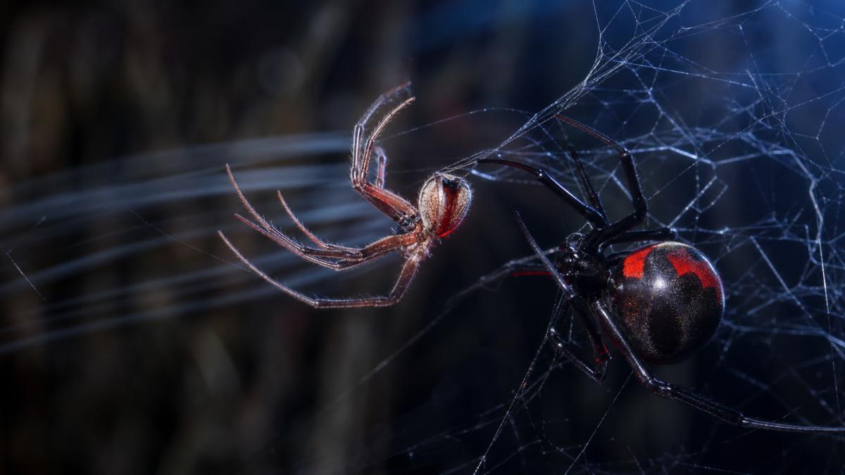 En esta especie de araña, triunfar en una cita exige dominar la voltereta… y aceptar ciertos riesgos.