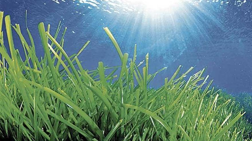 La conservaciÃ³n de la posidonia, un tema con objetivos por cumplir.