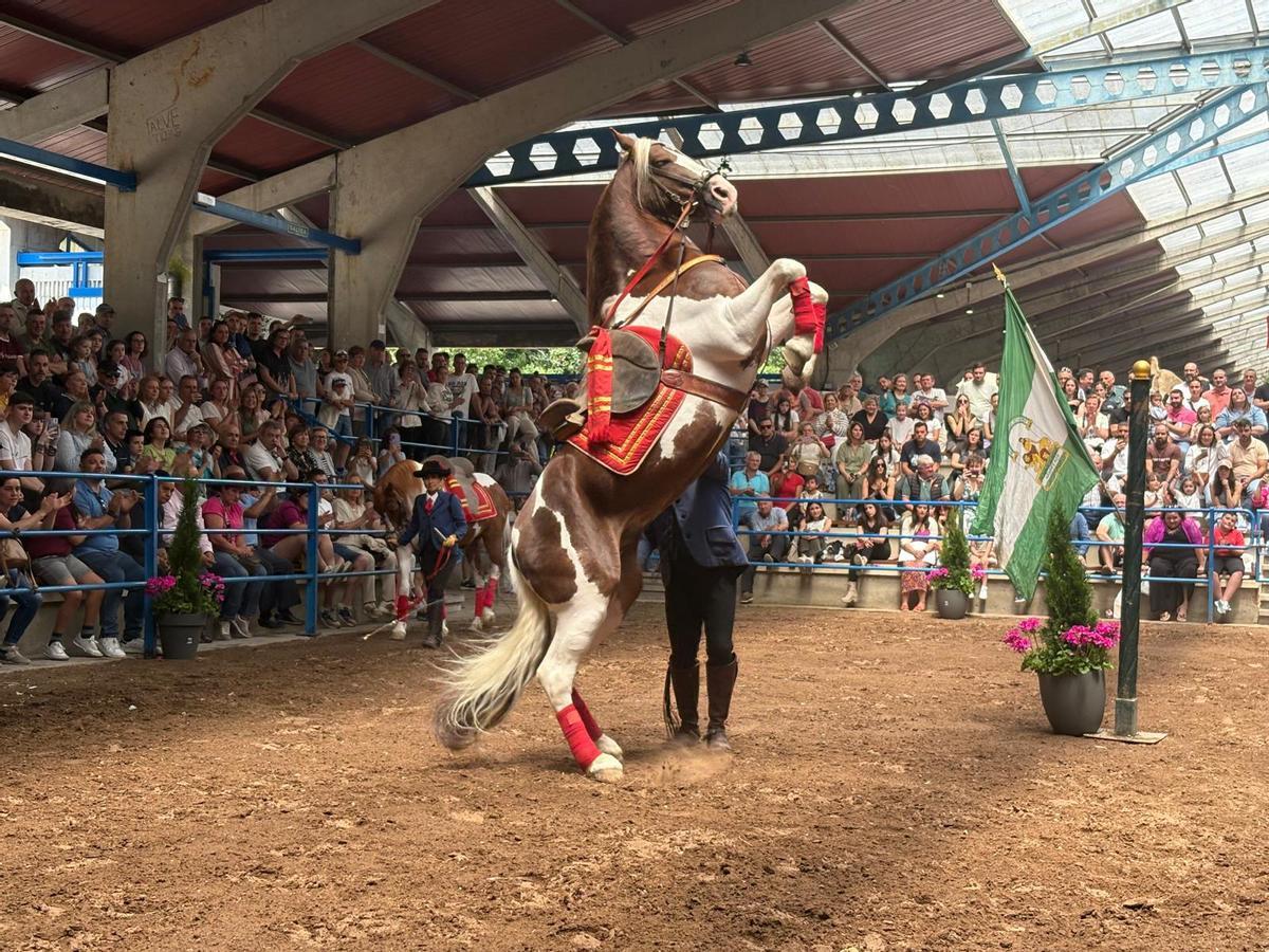 Exhibición ecuestre.