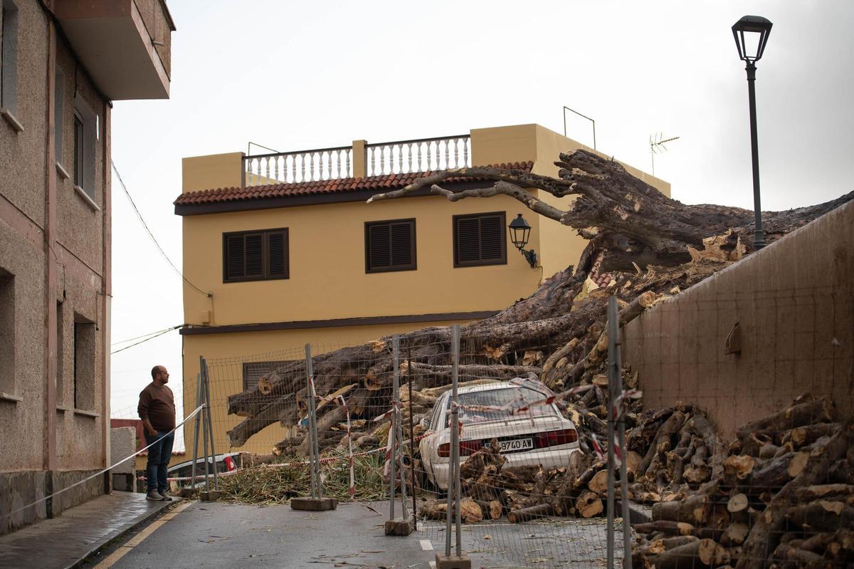 Drago de San Francisco, en Los Realejos, caído por el temporal