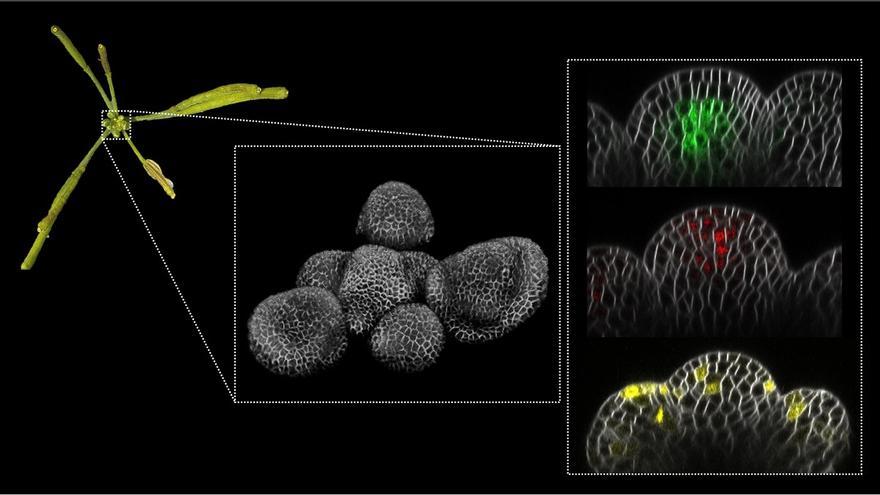 Imagen de una inflorescencia (izquierda), del meristemo en 3D (centro) y, a la derecha, proteínas fluorescentes (verde, rojo y amarillo) en cortes longitudinales del meristemo.