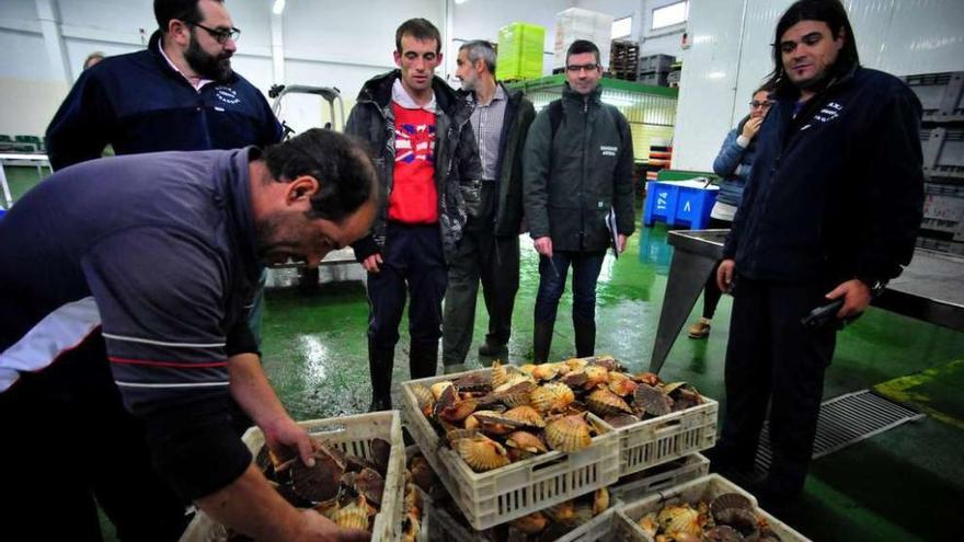 Los marineros preparan unas cajas de vieira en la lonja de Cambados antes de trasladarlas a la planta de evisceración. // Iñaki Abella