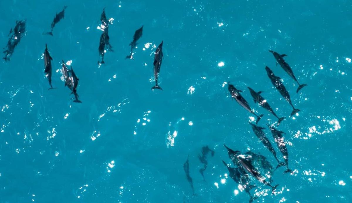 Los delfines se aprenden los ‘nombres’ de sus amigos para formar grupos de cooperación