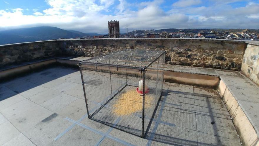 La Seu captura els coloms i els porta de menjar a rapinyaires