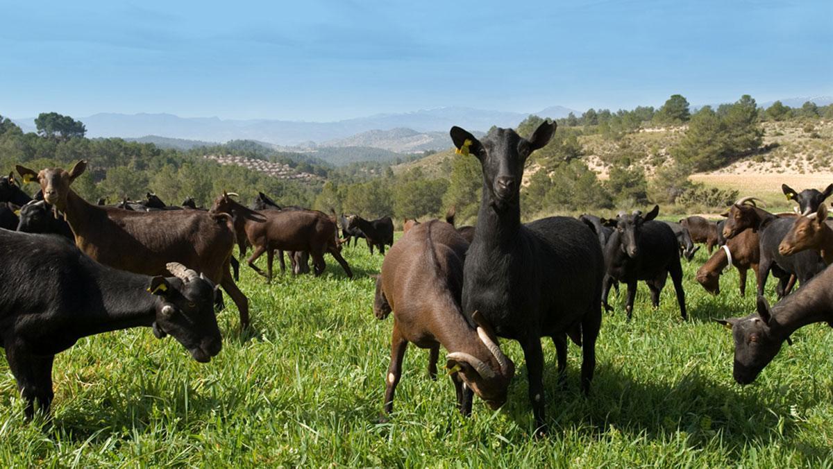 BBVA i El Celler de Can Roca, de nou junts per premiar els productors més sostenibles