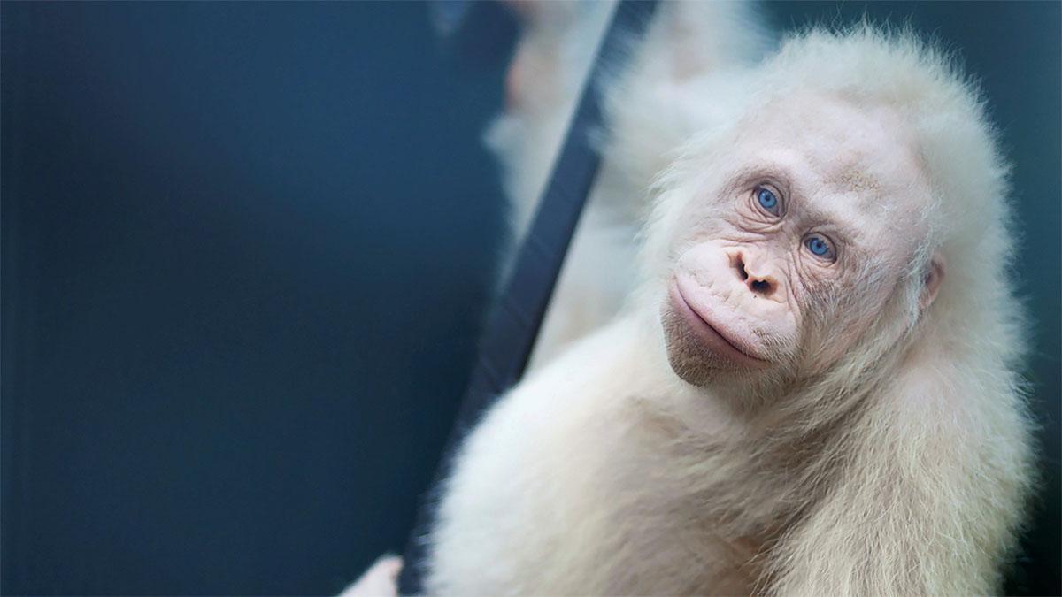 Liberada Alba,  la orangutana albina