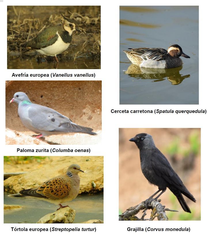 Todas las aves en peligro