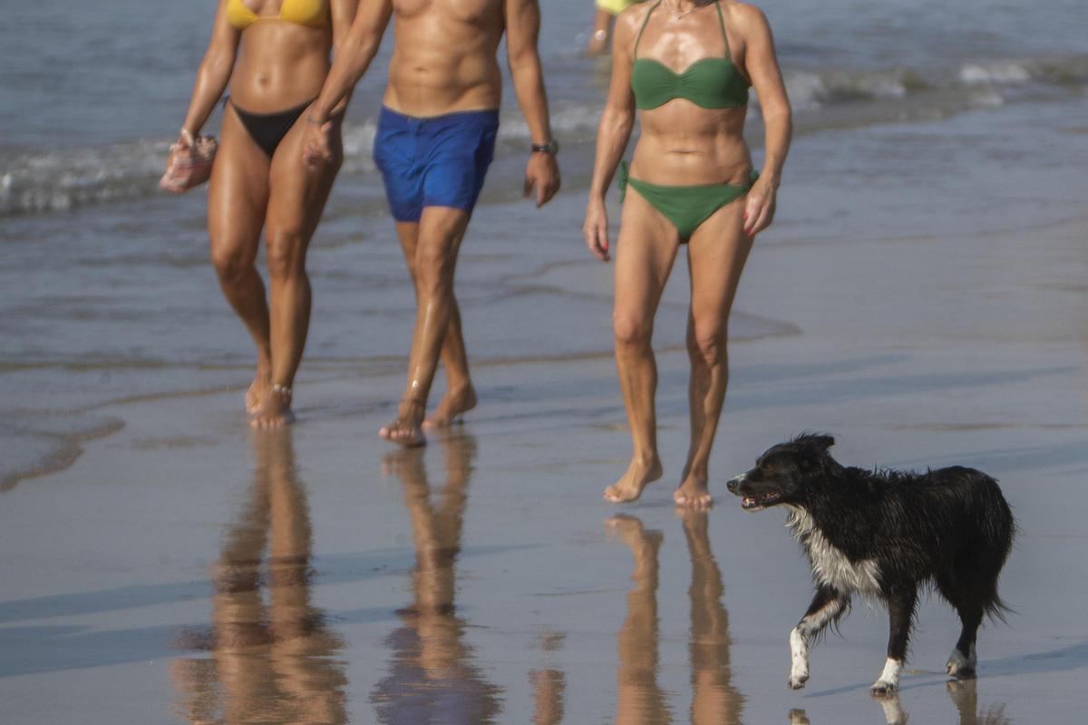 Un perro en una playa para animales del país
