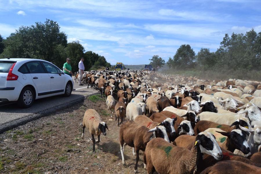 Las ovejas "toman" Puebla de Sanabria