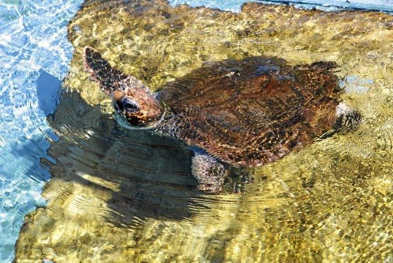 Schwer verletzt kam die Schildkröte zur Pflegestation im Palma Aquarium. Knapp ein Jahr später steht sie kurz vor der Freilassung.