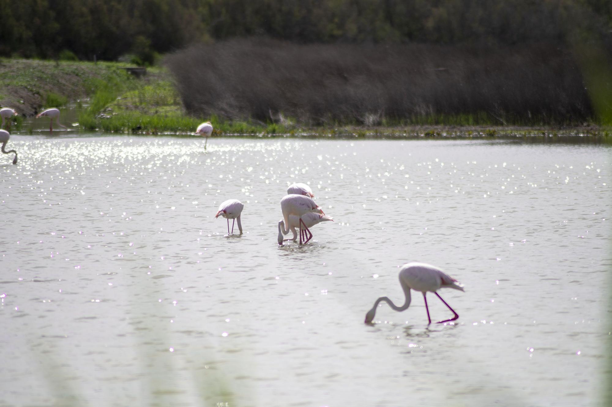 Flamencos en la Laguna de Fuente de Piedra, en abril de 2024.