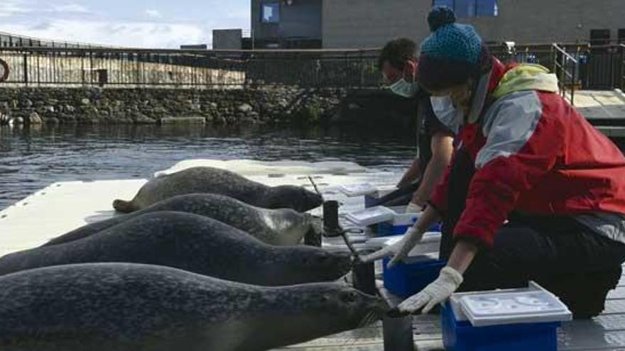 Los focas el Aquarium Finisterrae, alimentadas por cuidadores.