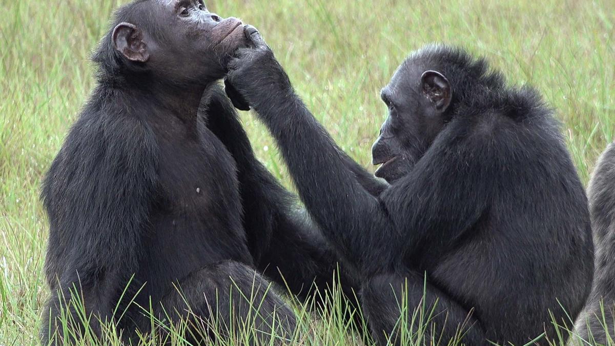 Una hembra de chimpancé, Roxy, aplica un insecto masticado a una herida en la cara de un macho adulto de chimpancé llamado Thea.