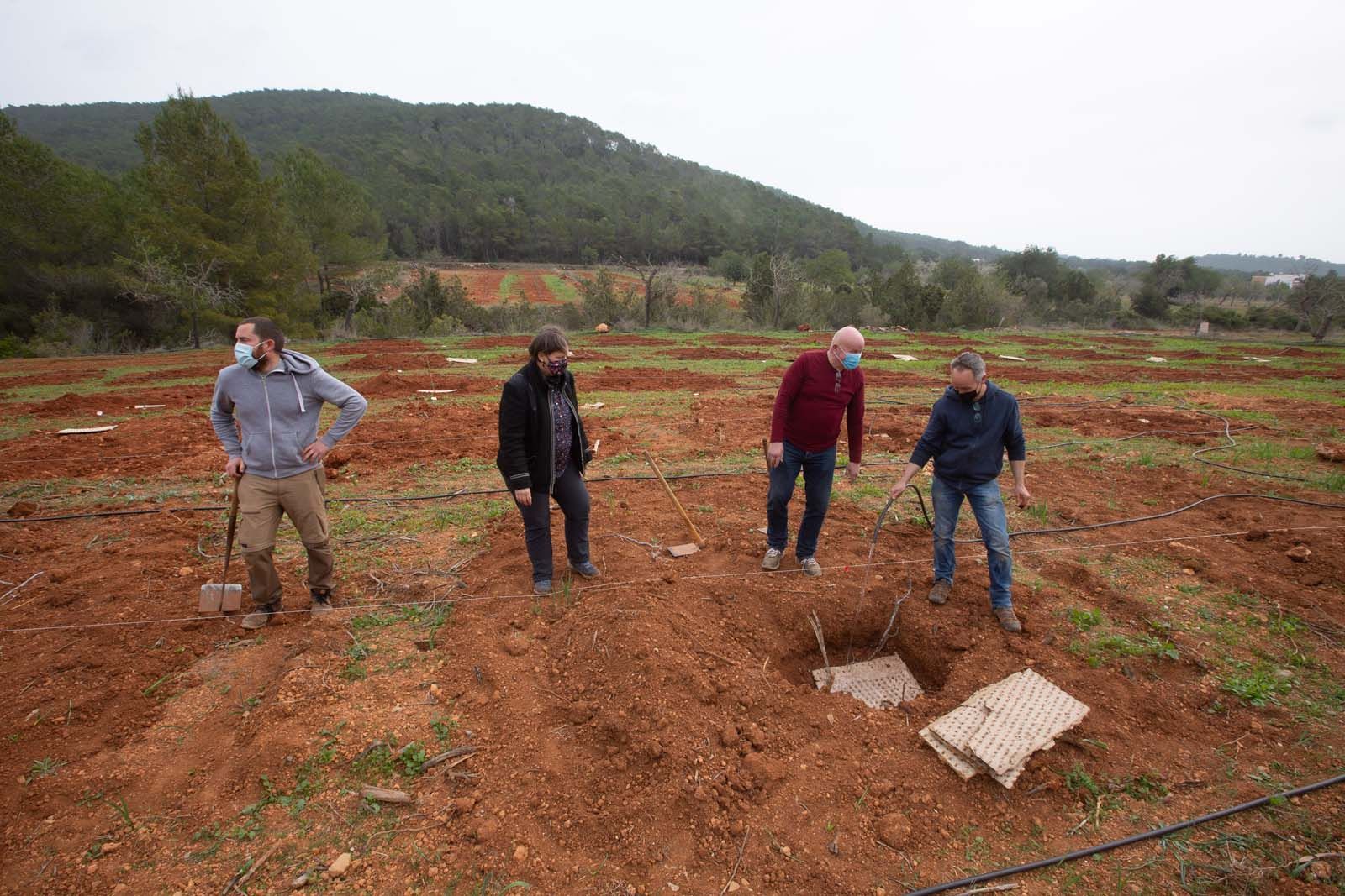 Higos en un bancal abandonado de Ibiza