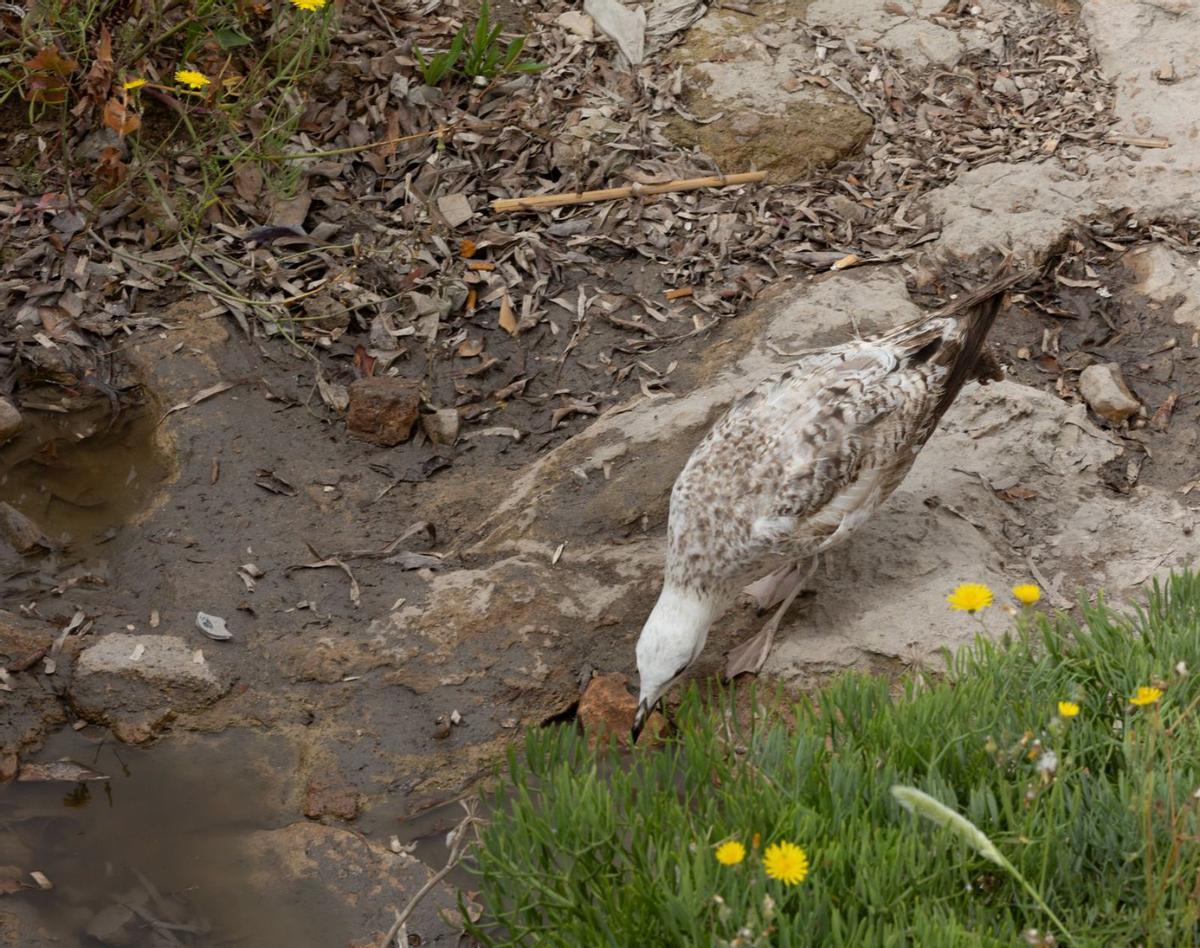 Gaviota bebiendo de un charco con un líquido marrón junto a los pluviales del vertido. | VICENT MARÍ