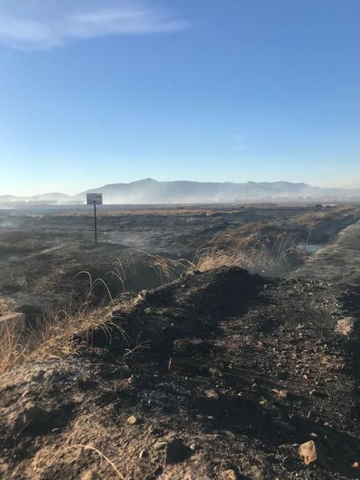 Incendio forestal en el Marjal dels Moros en Sagunt