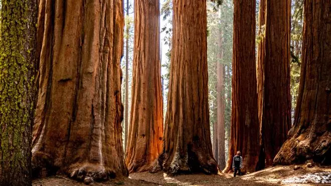 El bosque de secuoyas más grande de Europa está en España y tiene árboles de 40 metros de altura