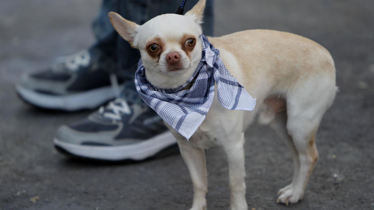Perro fallero: se hace viral un vídeo de un perro que juega con un petardo  encendido