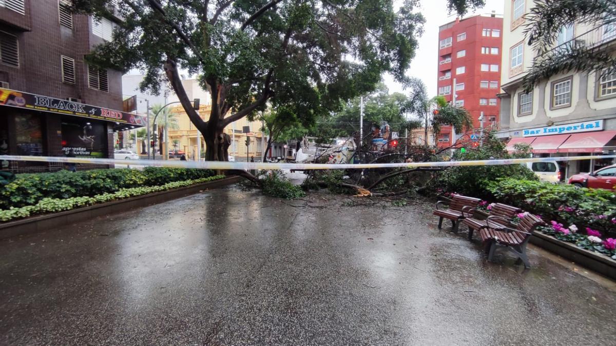 Caída de una rama en la Avenidad de Asuncionistas de Santa Cruz de Tenerife