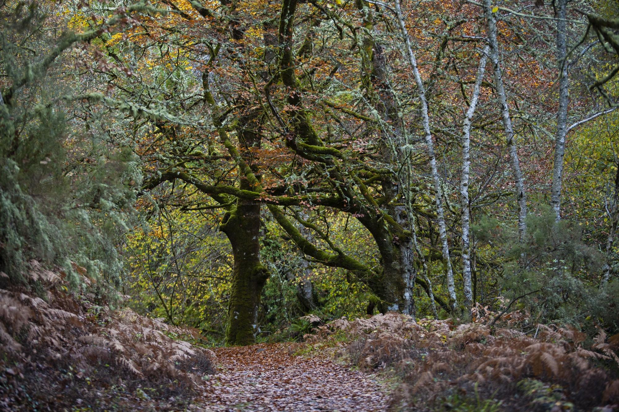 Las 100 fotos que demuestran que el otoño es la mejor época para conocer Asturias