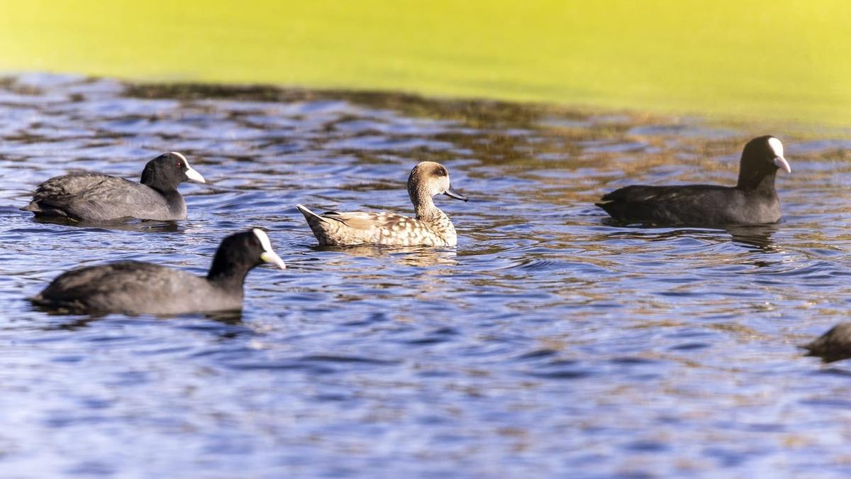 Cercetas pardillas en las lagunas artificiales del Paisaje Protegido de la Desembocadura del río Mijares