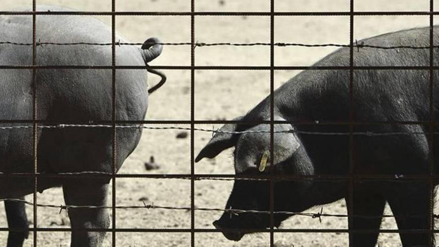 Asaja Córdoba y Covap defienden el cerdo ibérico en extensivo