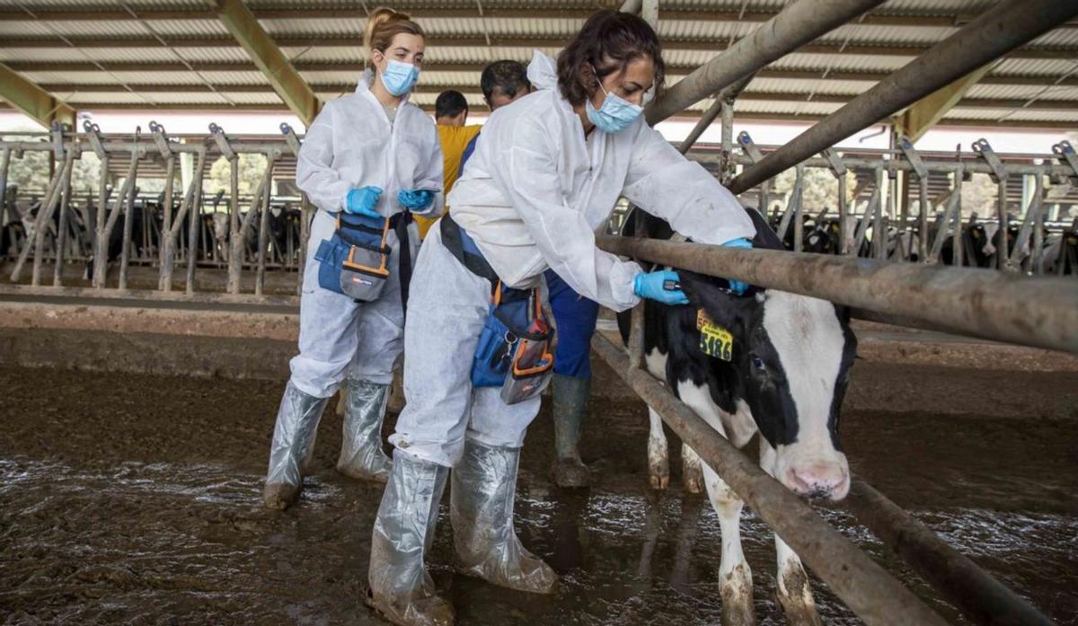 Veterinaria de campo asesorando a un ganadero. | | LP/DLP