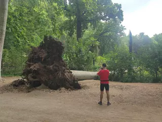 L'arbre caigut
