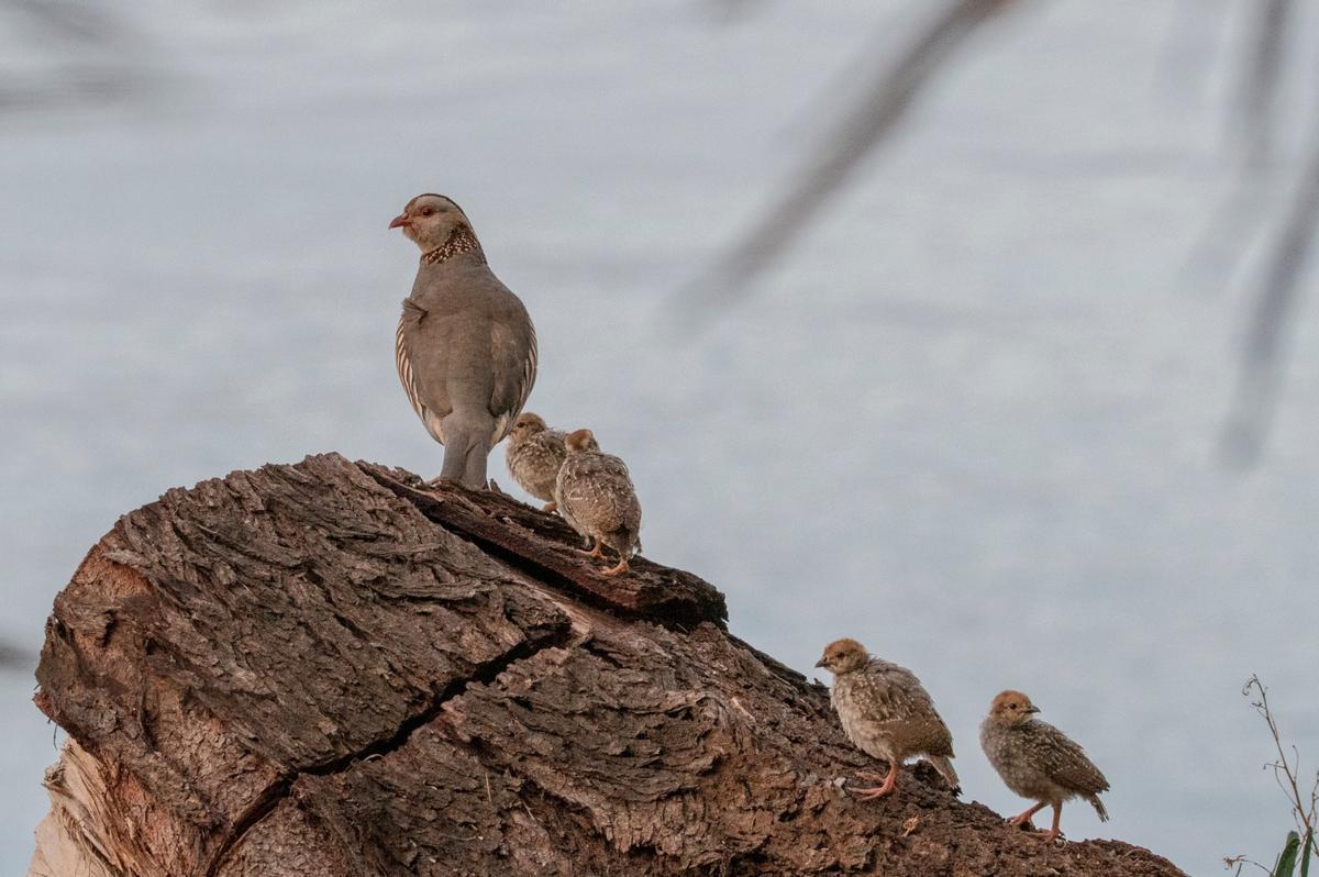 Aves en el Palmétum.