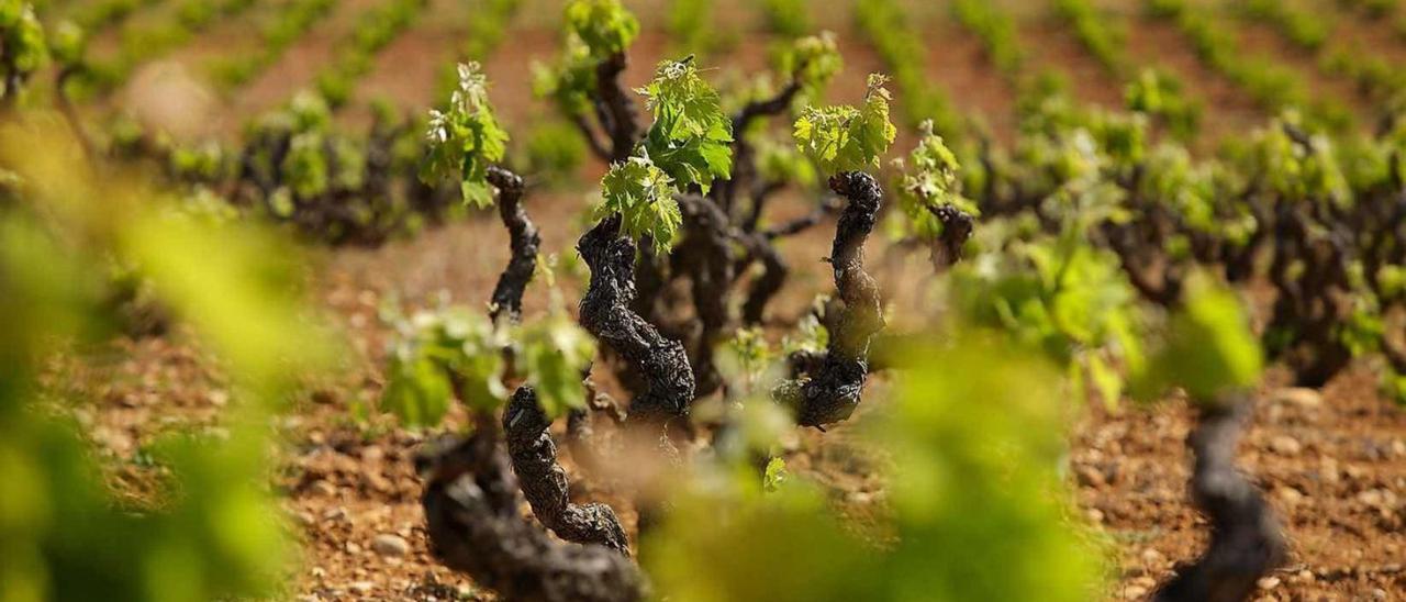 Los viñedos de producción ecológica cada año aumentan su superficie en Mallorca.
