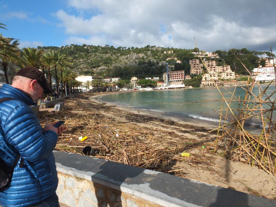 Indignación en Sóller al quedar la playa cubierta por cañas taladas por el Govern