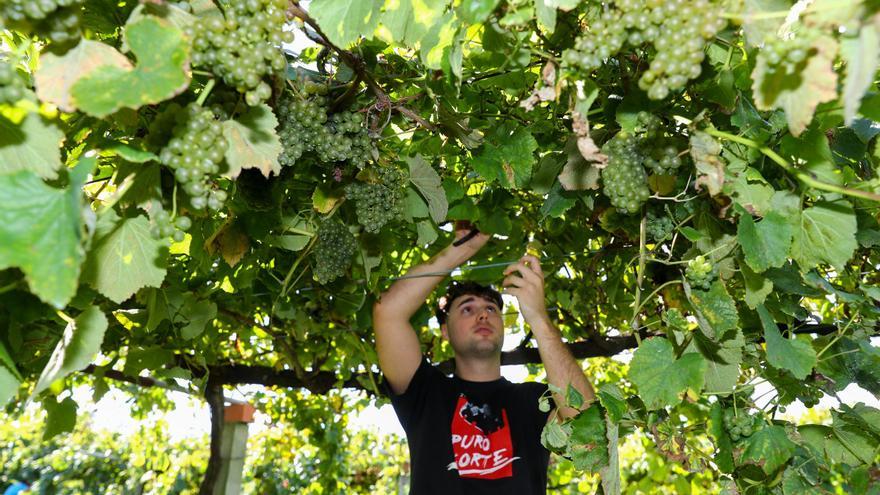 Cuenta atrás: a 10 millones de kilos de uva del objetivo