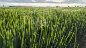 Hi haurà collita al Delta: «Encara no sabem si la qualitat de l’arròs es veurà afectada per la sequera»
