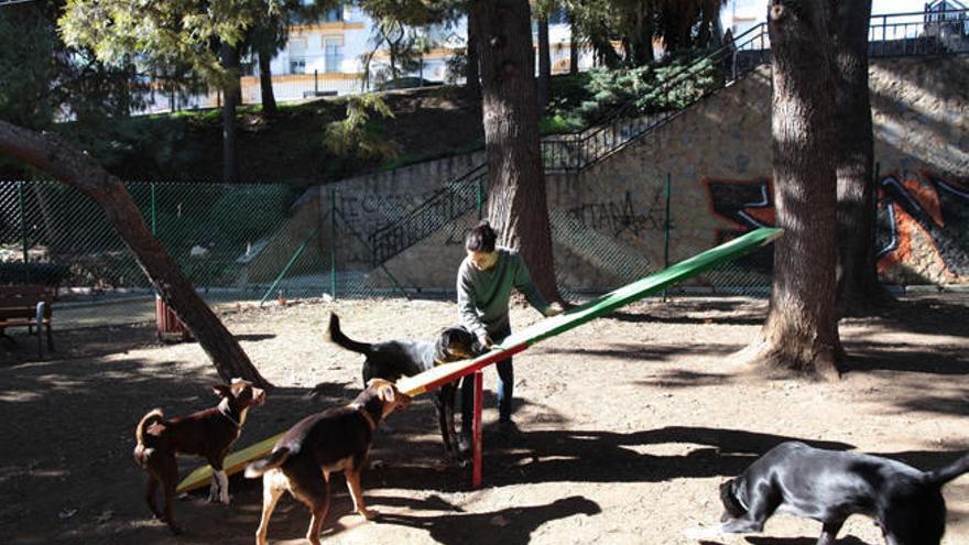 Una persona juega con sus mascotas en un parque canino.