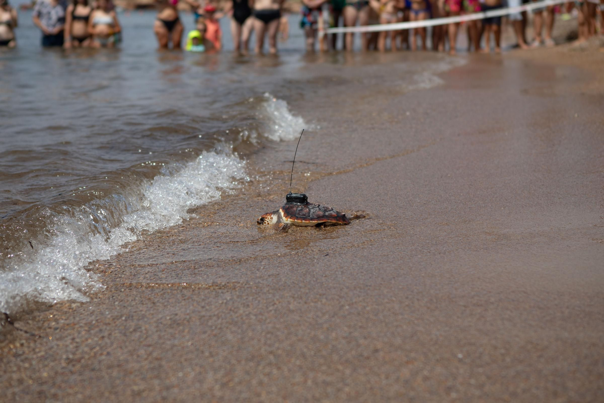 Sueltan 21 tortugas bobas en su hábitat natural en Isla Plana