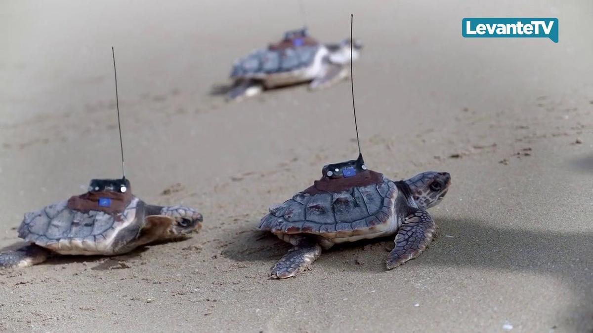 El Oceanogràfic ha soltado al mar a las cuatro tortugas que sobrevivieron del nido de 2022 de Guardamar del Segura