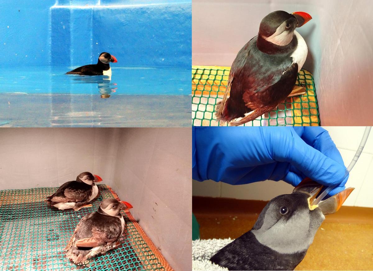 Distintas imágenes de los frailecillos, en el centro de Sobrescobio.