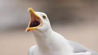 ¿Eres capaz de identificar aves solo por su canto?