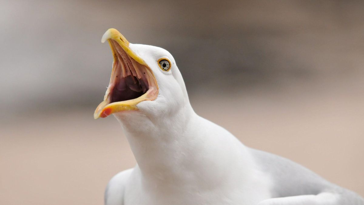 ¿Eres capaz de identificar aves solo por su canto?