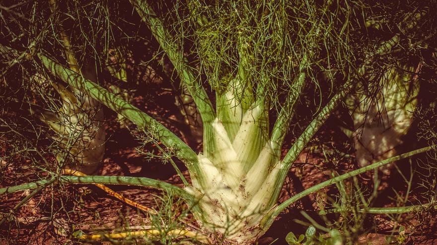 Cómo plantar hinojo en casa: la hierba medicinal más útil